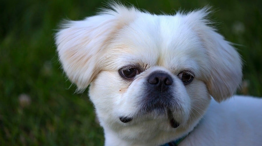 White Pekingnese Dog