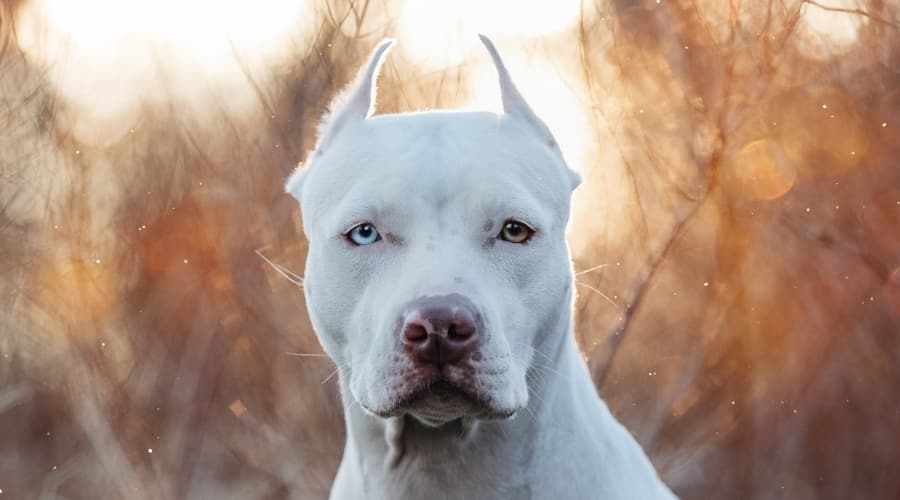 White Pitbull outside with cropped ears.