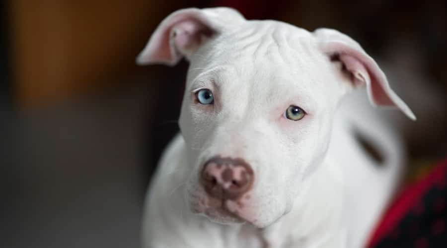 White Pitbull puppy face looking up at camera.