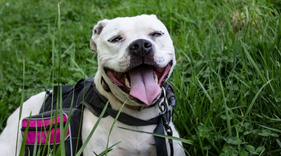 White Pitbull in grass.