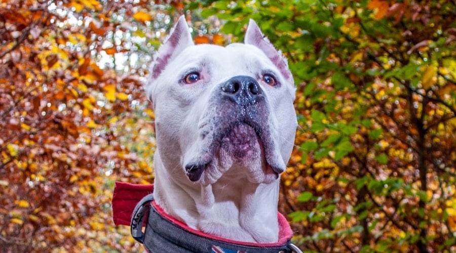 White pitbull with cropped ears outside.