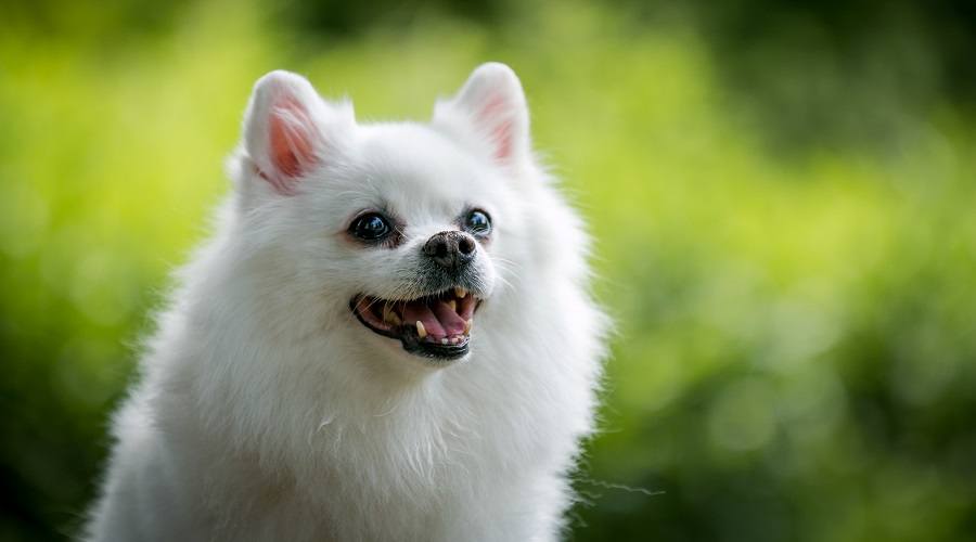 White Pomeranian in Meadow