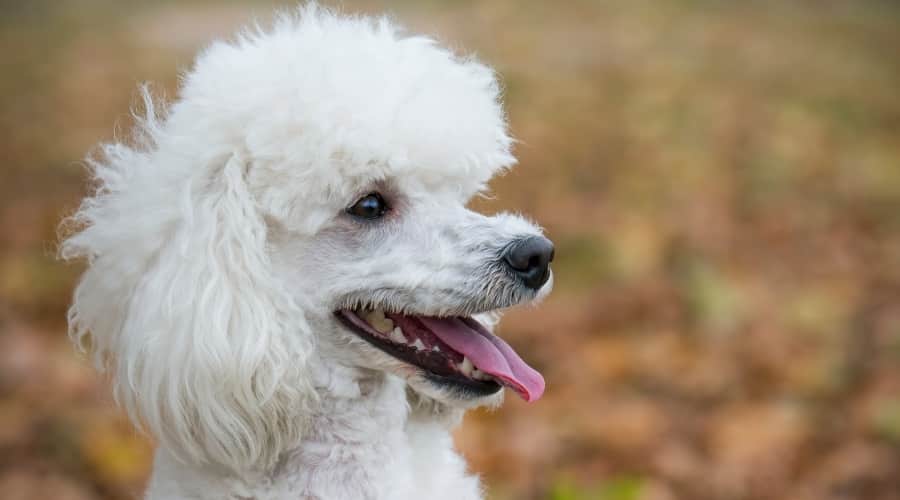 White Poodle Dog