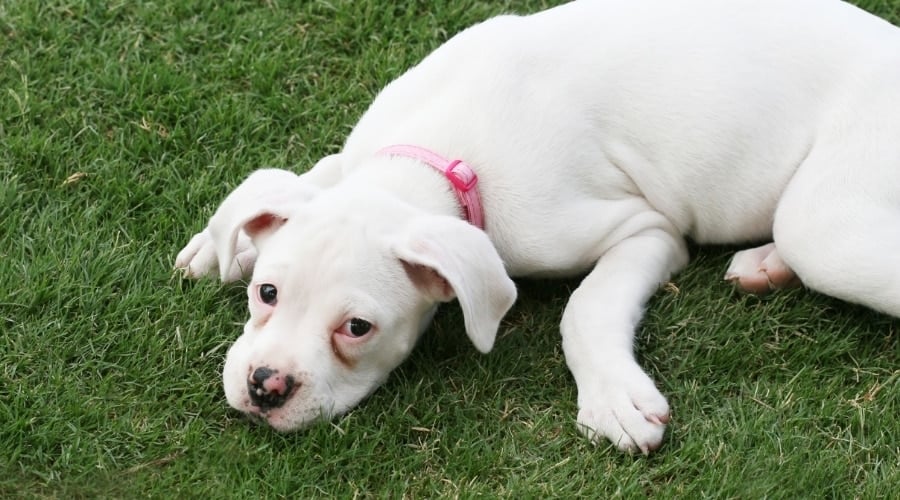 White Puppy Laying in Grass