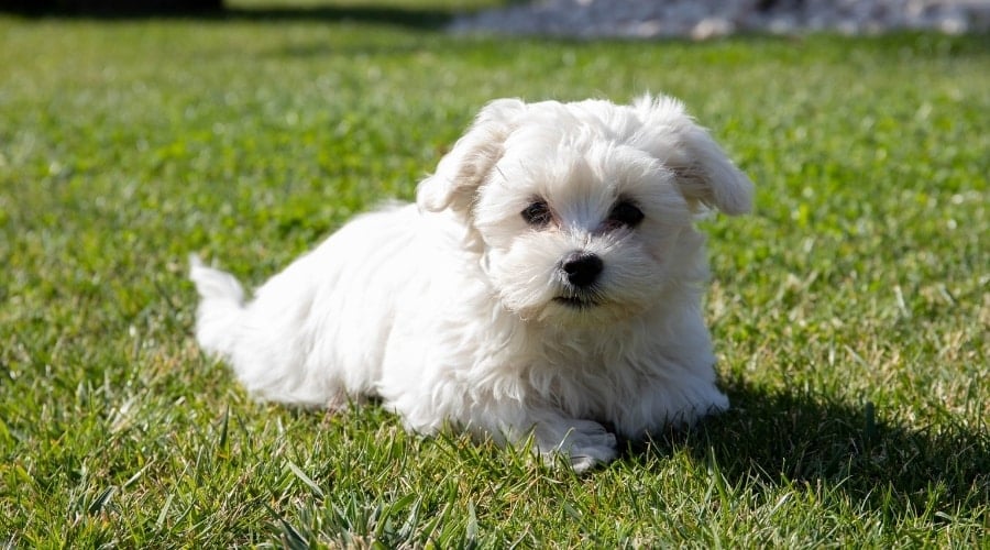 White Puppy Sitting on Grass