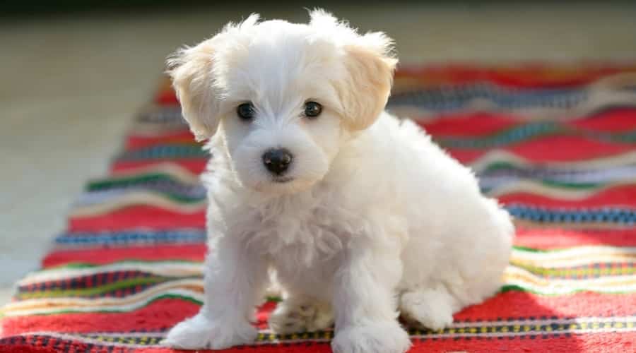 White Puppy Sitting on a Blanket