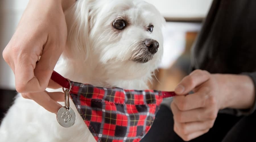 White Puppy With Bandana Collar