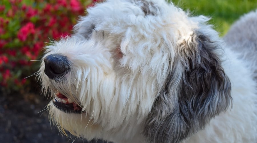 White Rescue Dog Outdoors