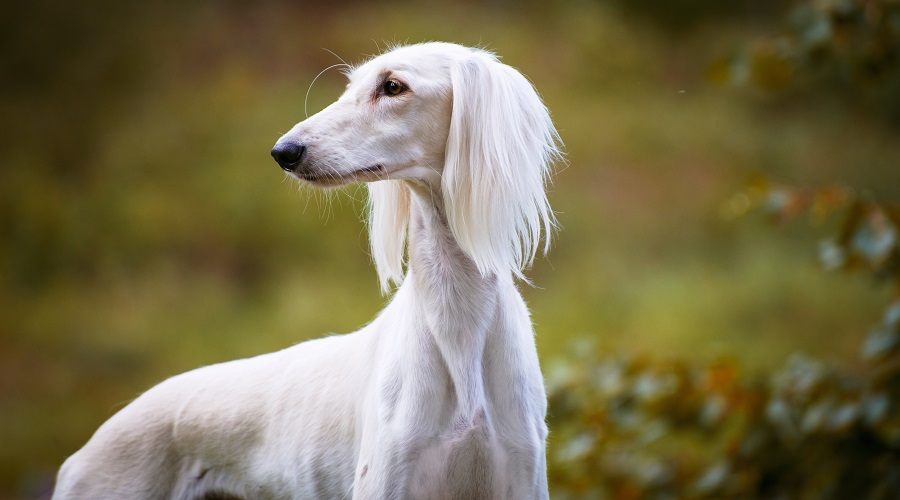 White Saluki