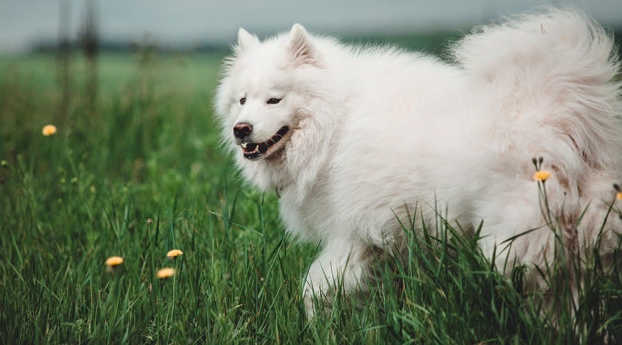 White Samoyed Playing