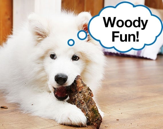White Samoyed biting wood chew toy on wooden floor