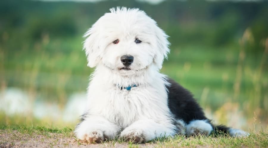 White Shaggy Dog Outdoors