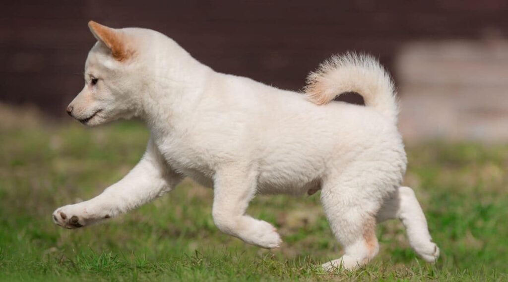 White Shiba Inu puppy running outside