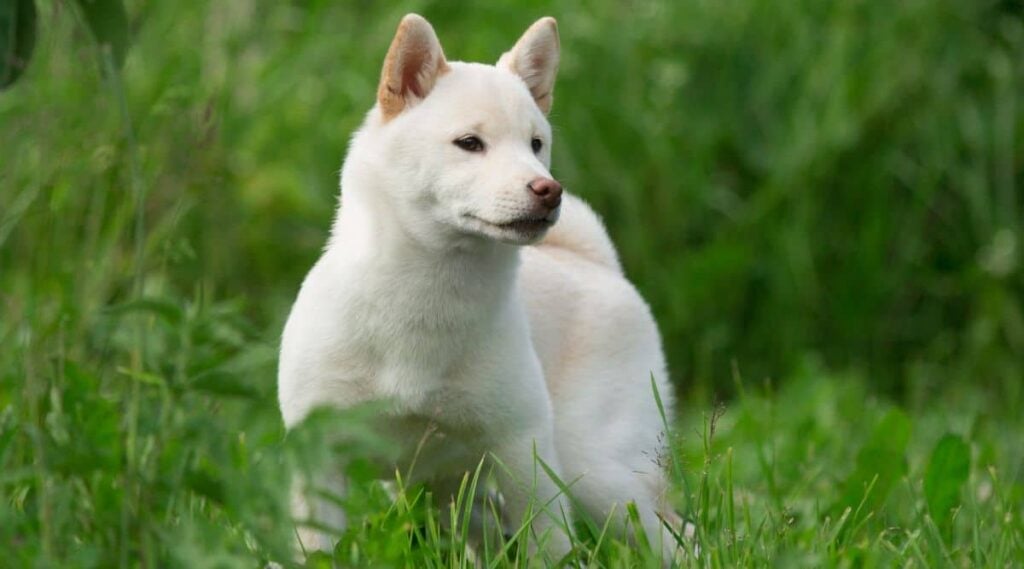 White Shiba Inu standing in a grassy field