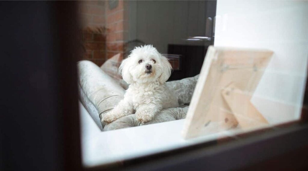 White Shihpoo sitting on a sofa looking outside window