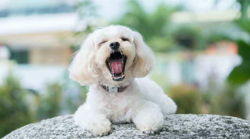 White Shihpoo yawning outside sitting on a rock