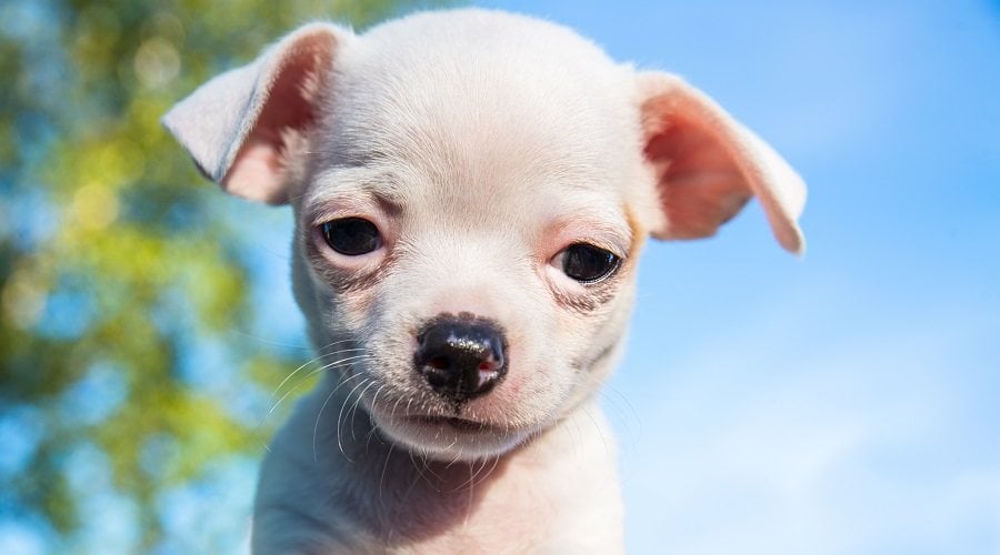 White Short Coat Chihuahua Puppy