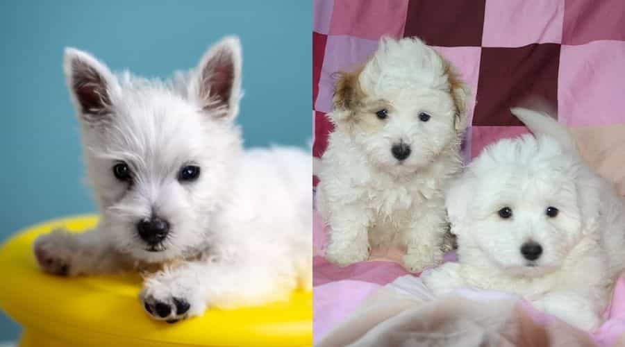 White Small Fluffy Puppies