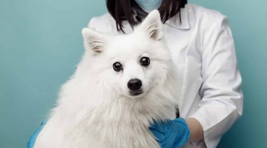 White Spitz Dog Being Checked by Vet