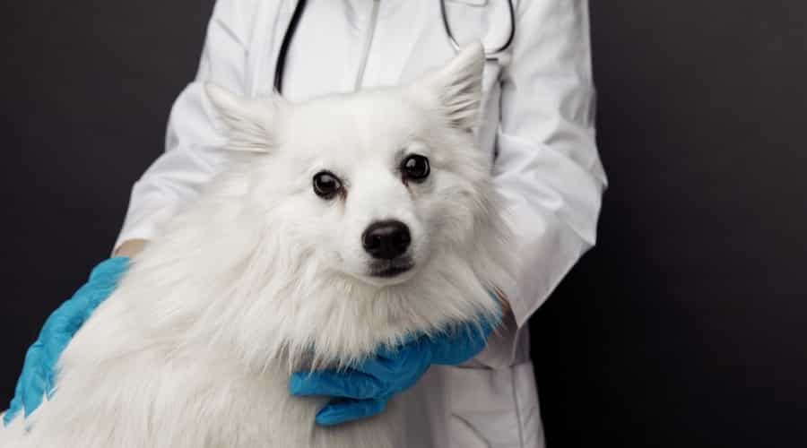 White Spitz Dog Being Checked by a Vet