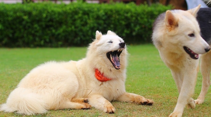 White Submissive Dog in Park