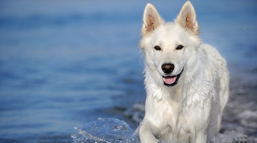 White Swiss Shepherd on Beach