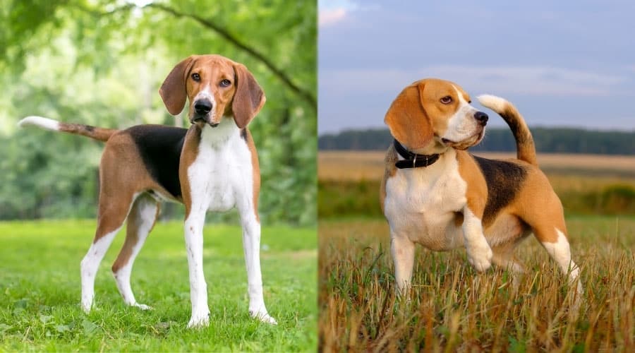 White, Tan, and Black Dogs Standing Outside