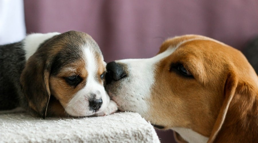 White Tan and Black Mama Dog Kissing Her Puppy