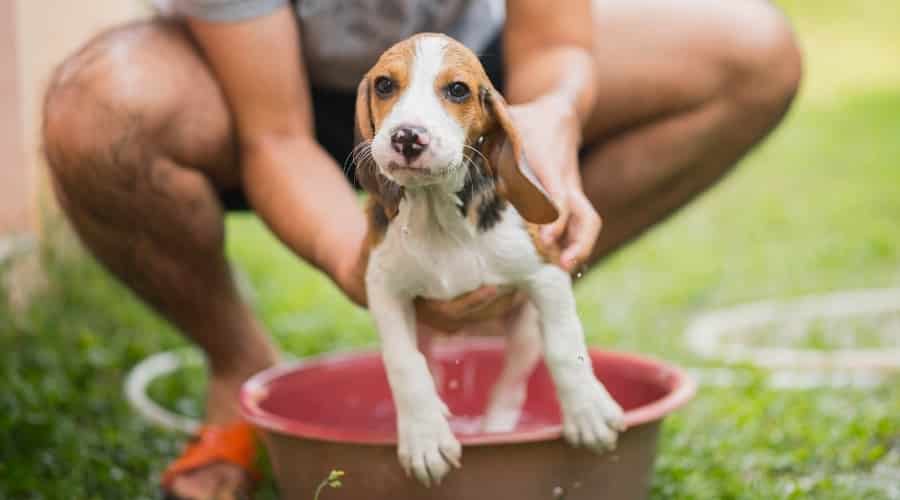 White Tan and Black Puppy Getting a Bath