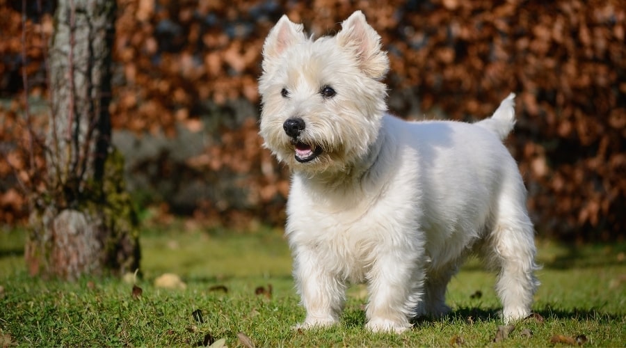 White Terrier Standing in Grass