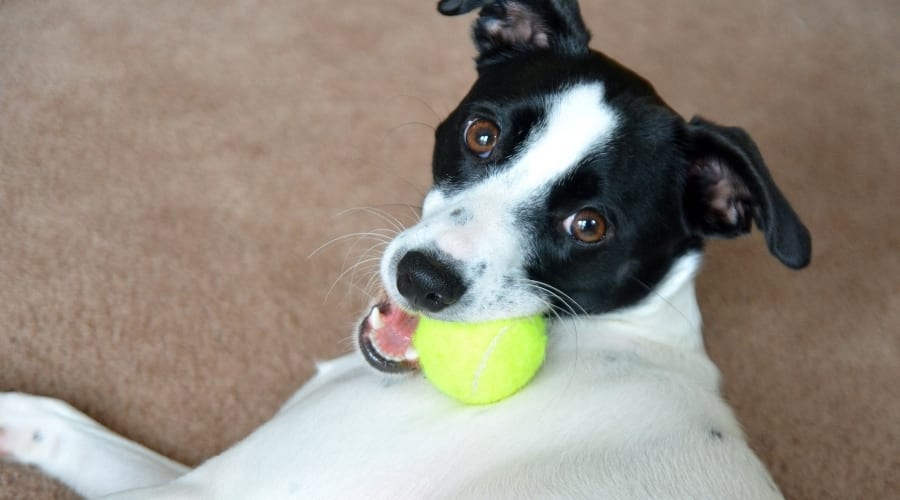 White and Back Dog With Bright Green Ball in Its Mouth