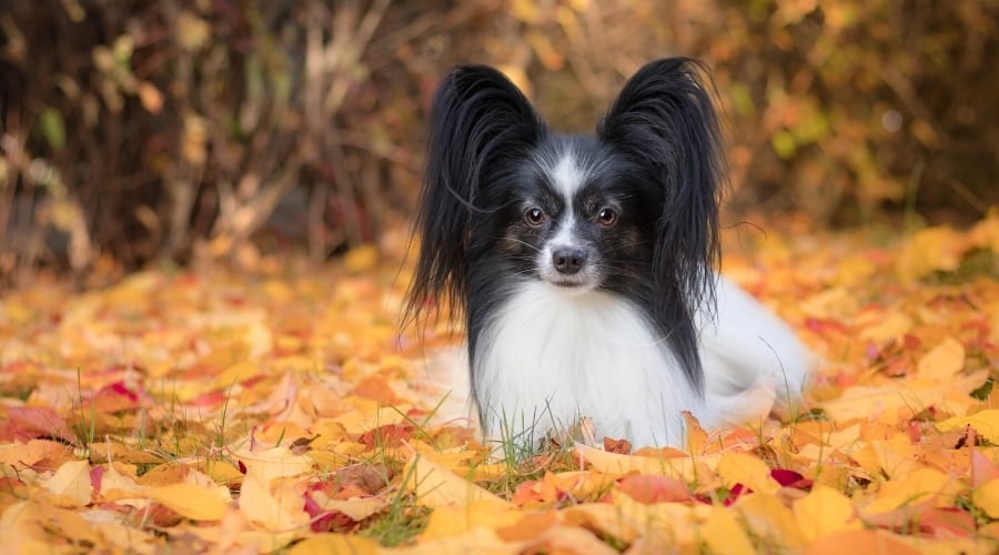 White and Black Dog Laying in Autumn Leaves