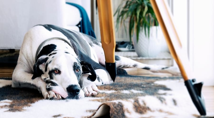 White and Black Dog Laying on Floor