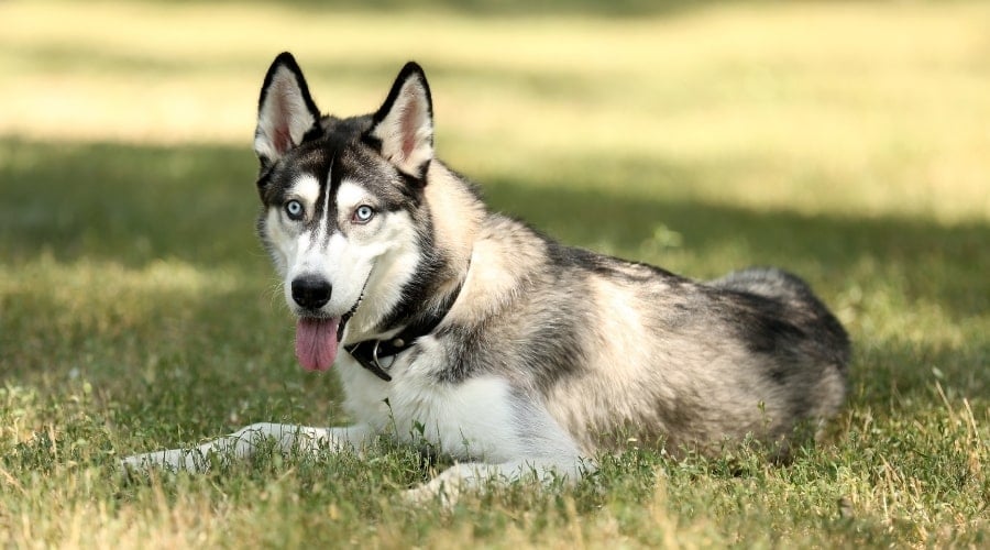 White and Black Dog Lounging in Grass