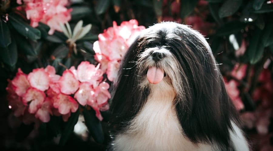 White and Black Dog Next to Pink Flowers