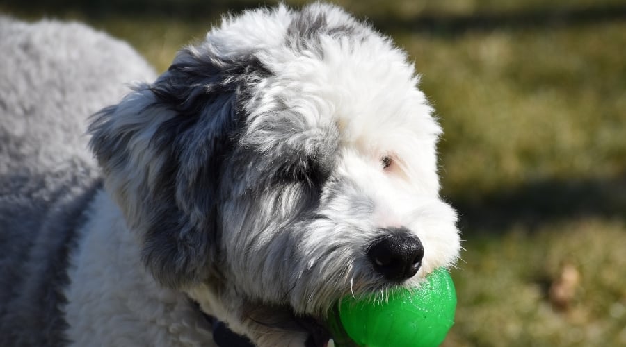 White and Black Dog Training