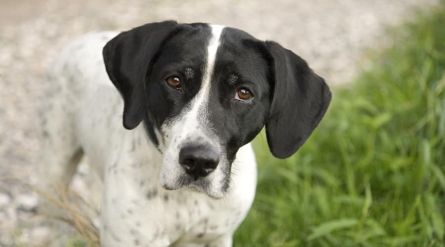 White and Black Dog looking at the Camera