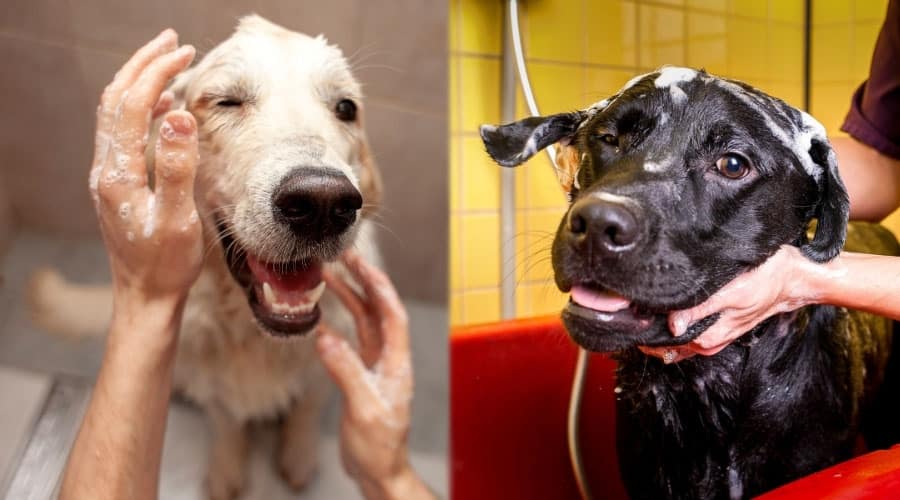 White and Black Dogs Getting Baths