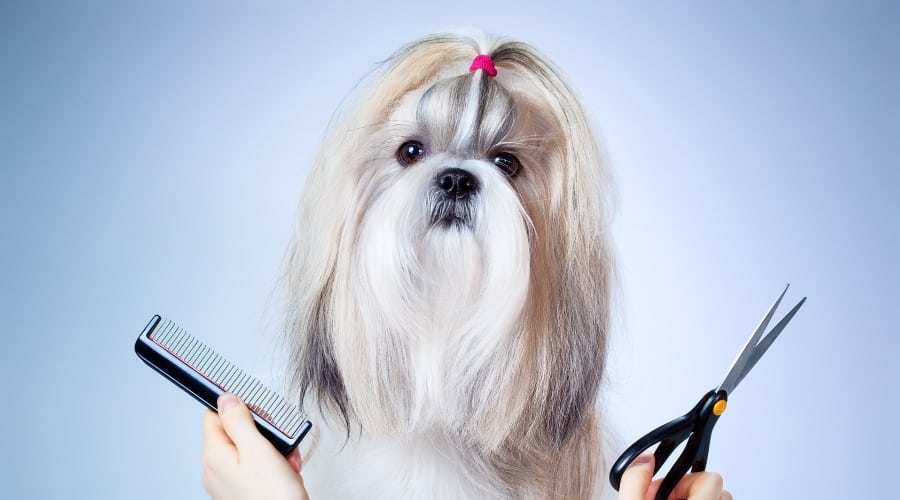 White and Blue Dog With Long Hair
