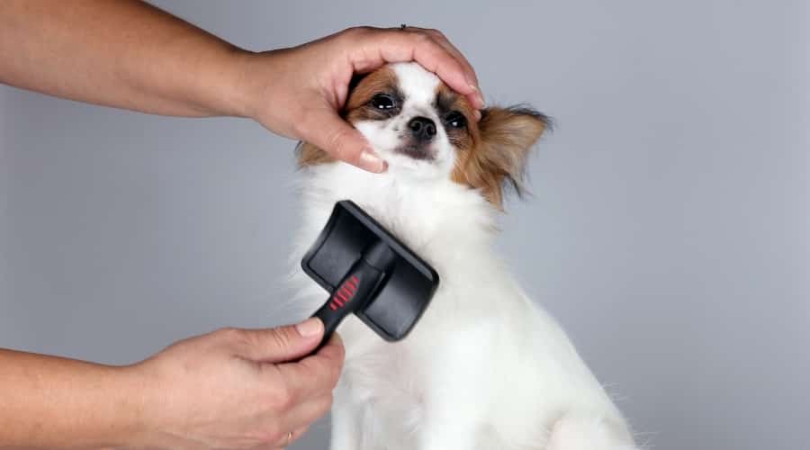 White and Brown Dog Being Brushed by a Human