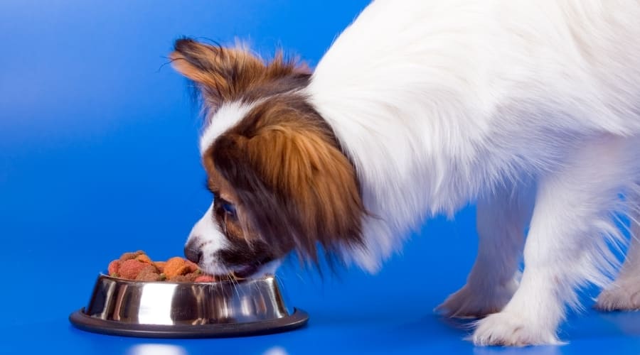 White and Brown Dog Eating From a Dog Bowl