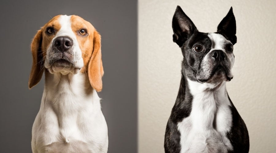 White and Brown Dog Next to White and Black Dog
