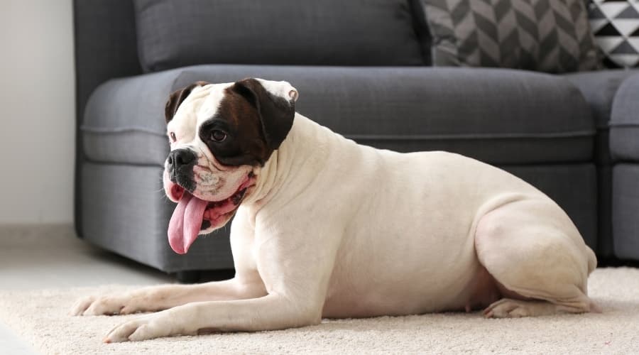 White and Brown Dog Resting on the Floor of Living Room