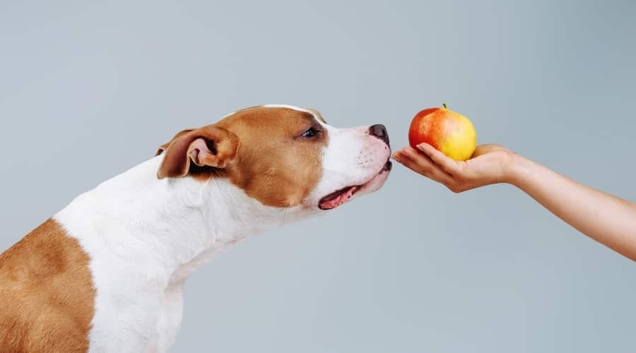 White and Brown Dog Sniffs at Fruit