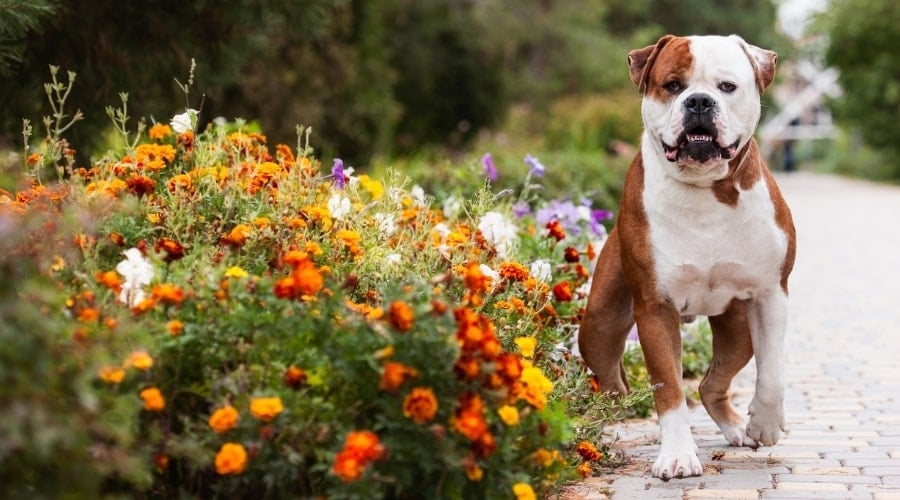 White and Brown Dog Standing Next to Flowers