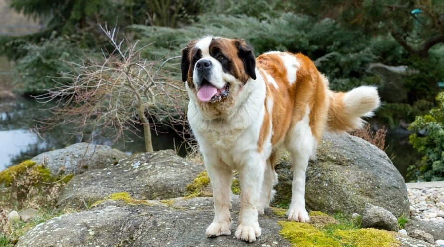 White and Brown Dog Standing on Large Rocks