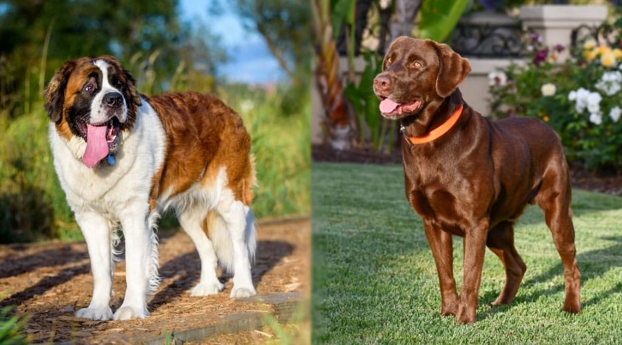 Two Dogs Standing on a Sunny Day