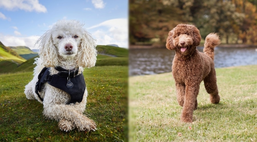 White and Brown Dogs Outdoors Training