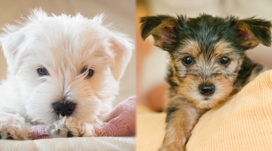 White and Brown Puppy