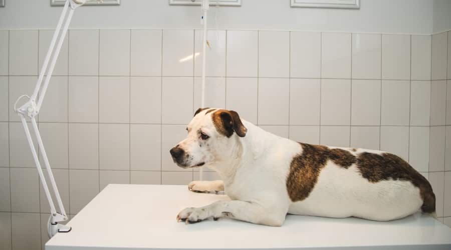 White and Brown Waiting for Vet